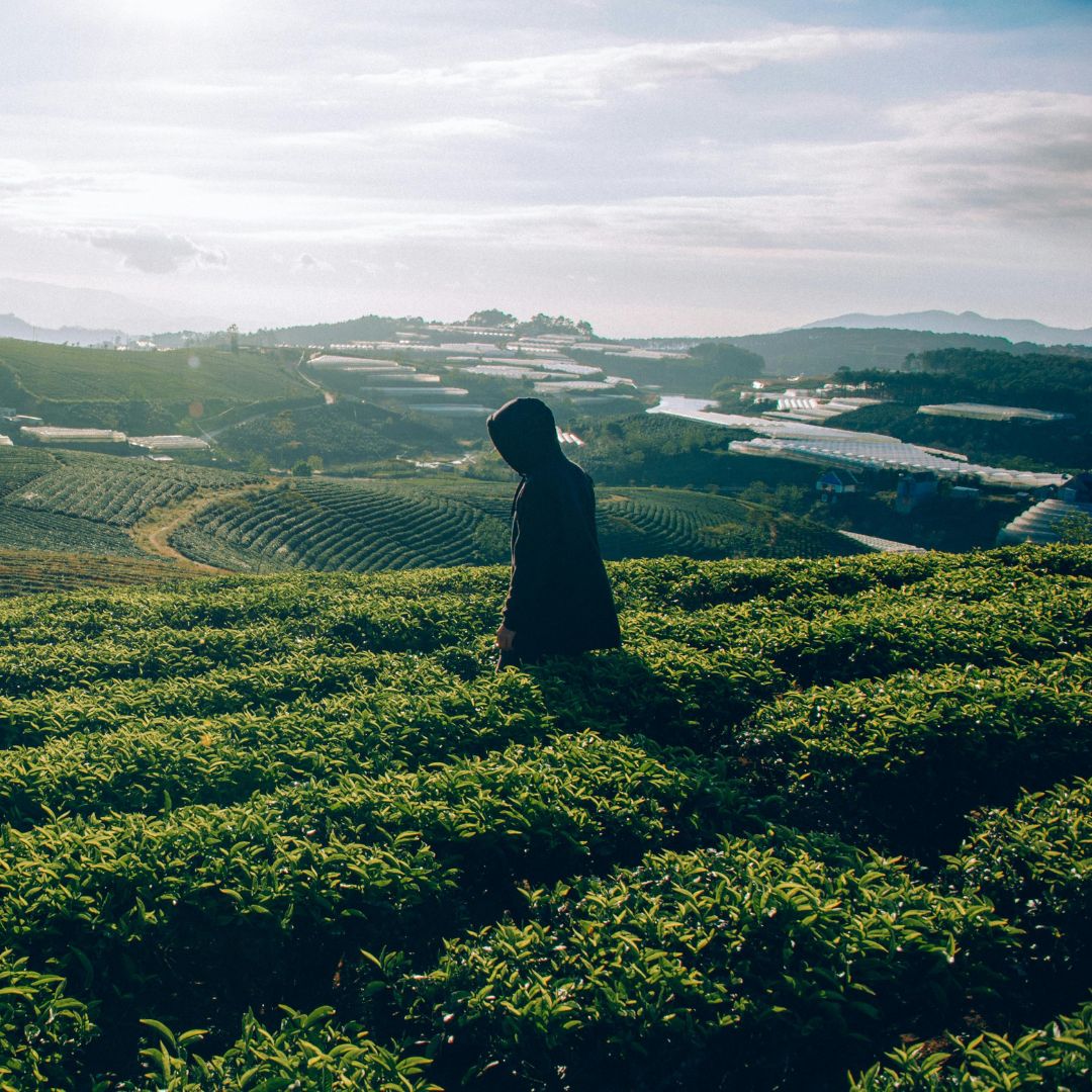 homme dans un champs de thé matcha Image